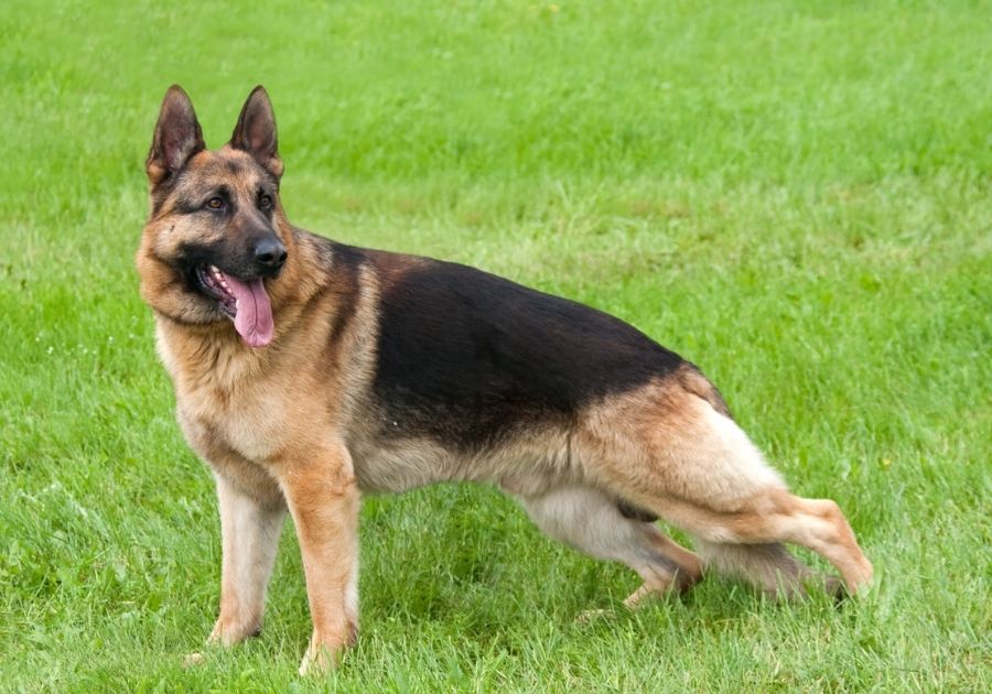 German Shepherd Dog Stretching Outdoor