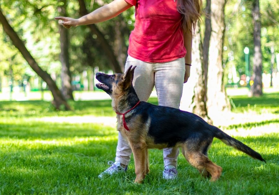 German Shepherd Dog Training