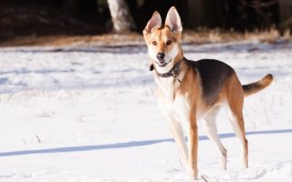 German Shepherd Greyhound Mix Breed Info & Guide