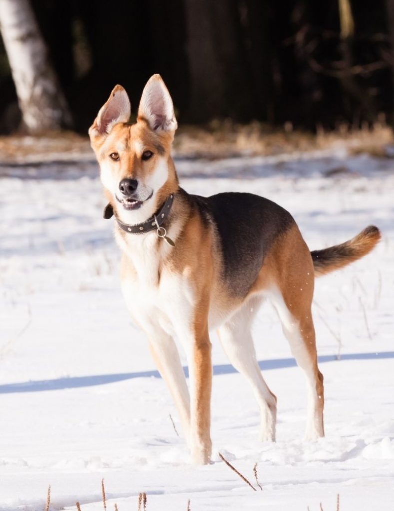 German Shepherd Greyhound Mix Breed Info and Guide