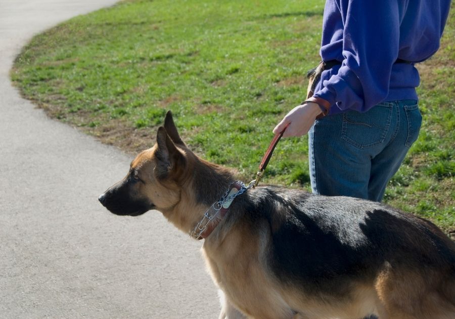 German Shepherd Guard Dog Restrained on Leash