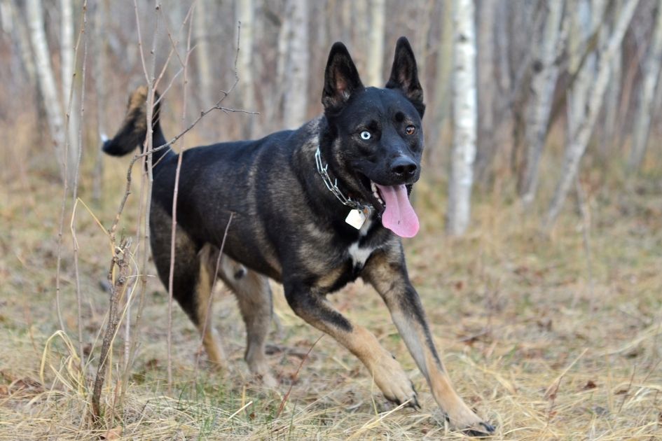 German Shepherd Husky Mix (Shepsky) Running on Grass