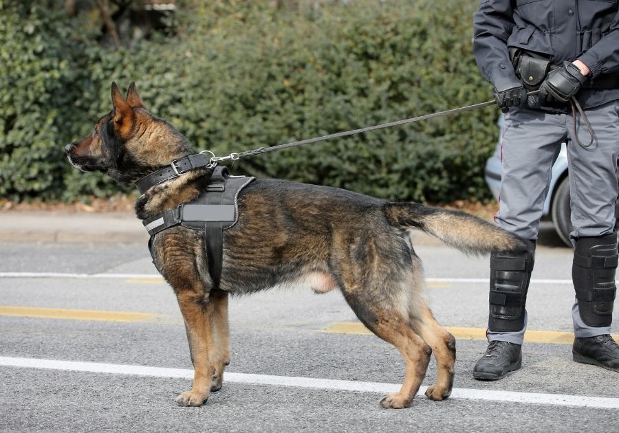 German Shepherd K9 Police Dog Patrolling