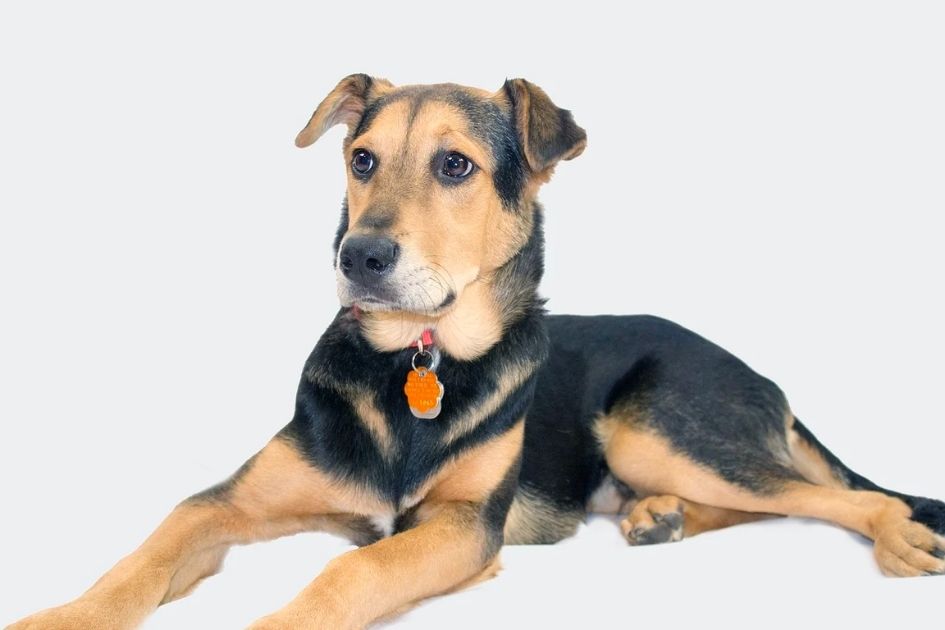 German Shepherd Lab Mix Dog on Grey Background