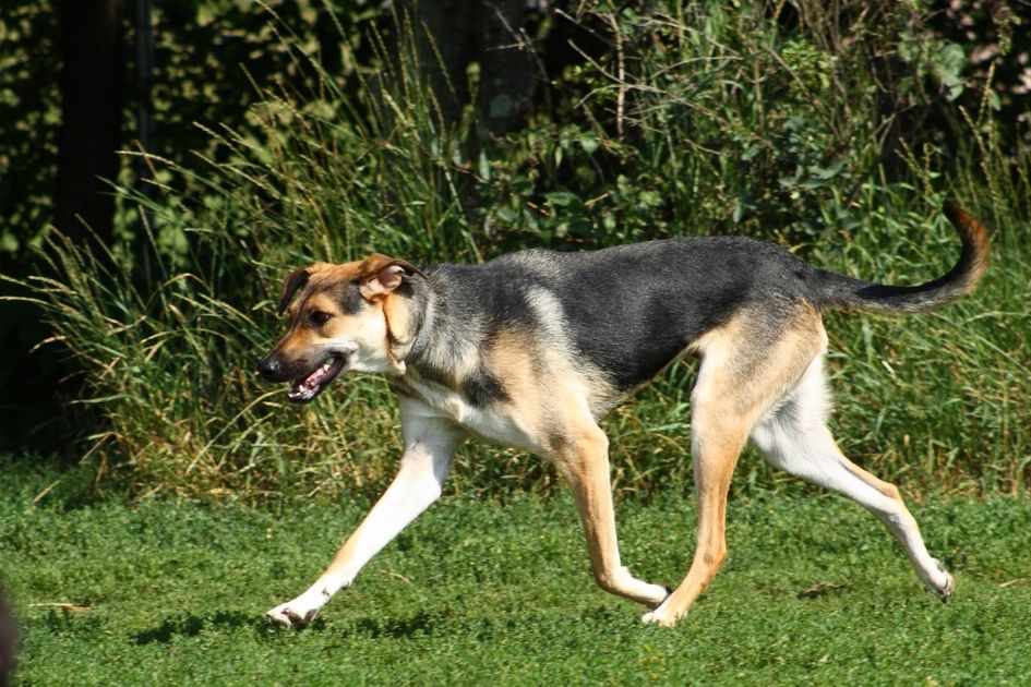 German Shepherd and Greyhound Mix dog running