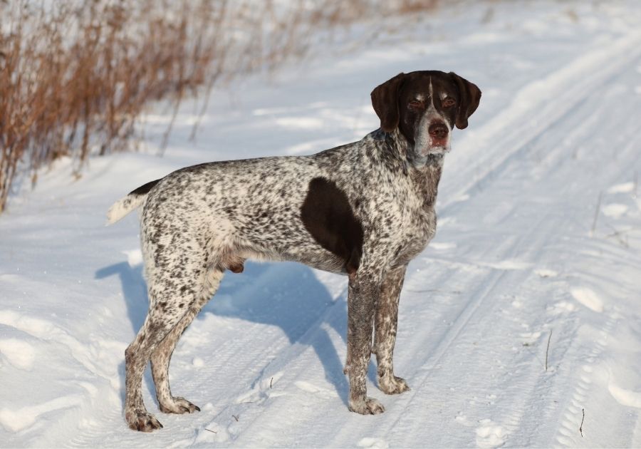 German Shorthaired Pointer Dog Standing on Snow