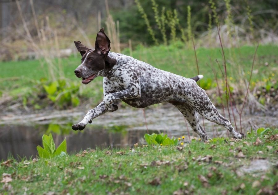 German Shorthaired Pointer Sprinting Near Lake