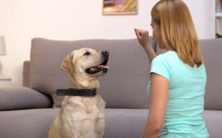 Dog Training Tips: Top 10 Easy Guid