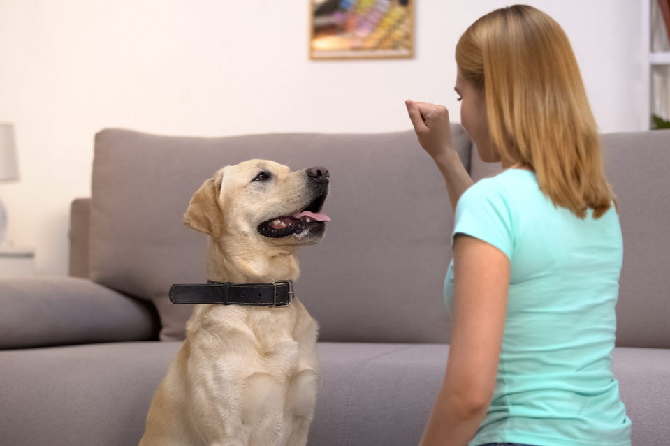 Choosing a trainer who can work with you and your Labrador