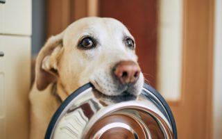 Best Dog Food for Labs: 5 Recommended Brands