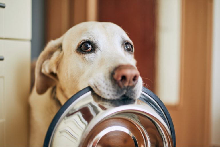 Best Dog Food for Labs 5 Brands Puplore