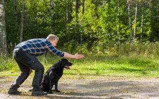 Teaching Dog: 10 Cool Tricks You Can Teach Your Pup