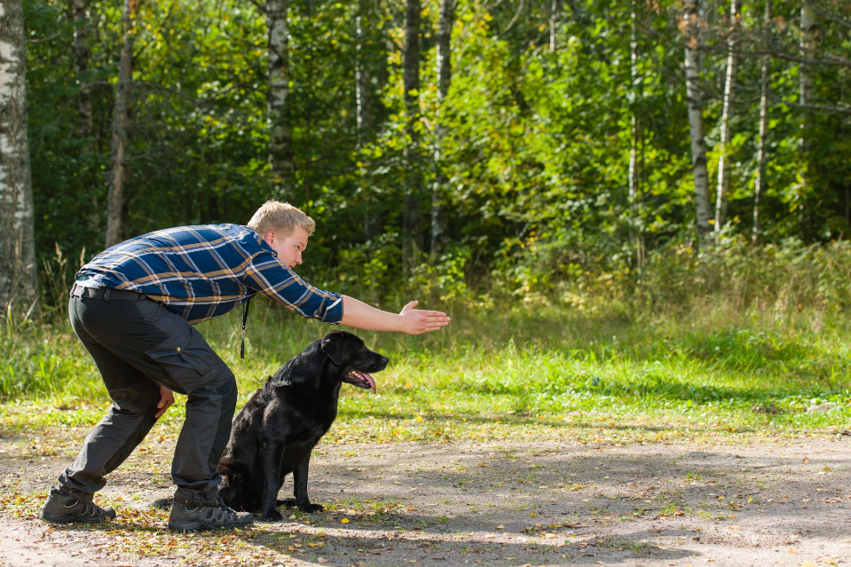 Dog owner trains his labrador retriever on outdoor, horizon format