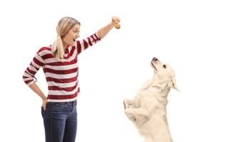 Dog Training Treats : Top 10 Things That No Pet Canine Will Refuse