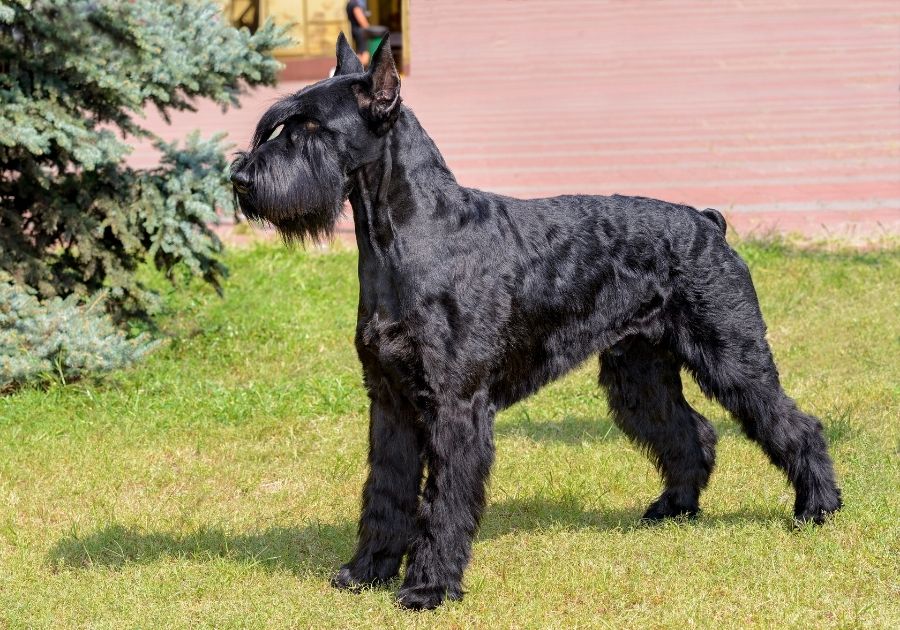 Giant Schnauzer in Full Standing Height