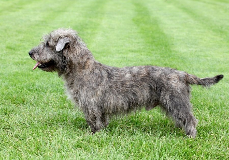Glen of Imaal Terrier Pup Standing on Green Grass