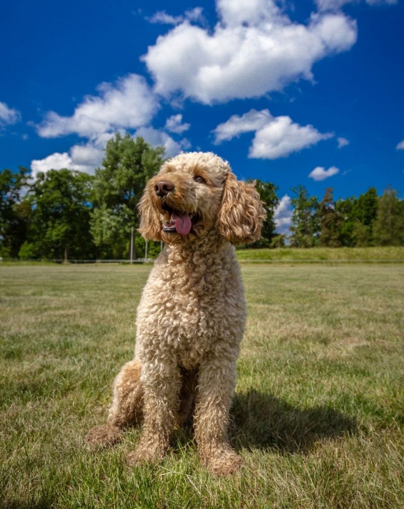 Gold Labrador Poodle Mix Dog Sitting on Grass Panting