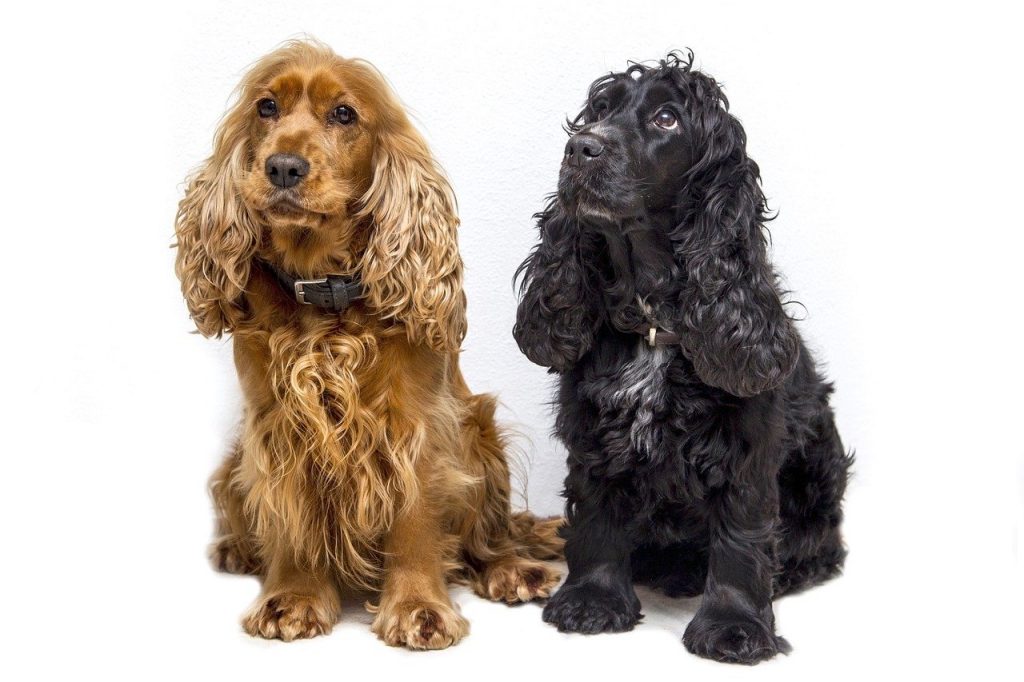 Gold and Black American Cocker Spaniel Dog Breeds