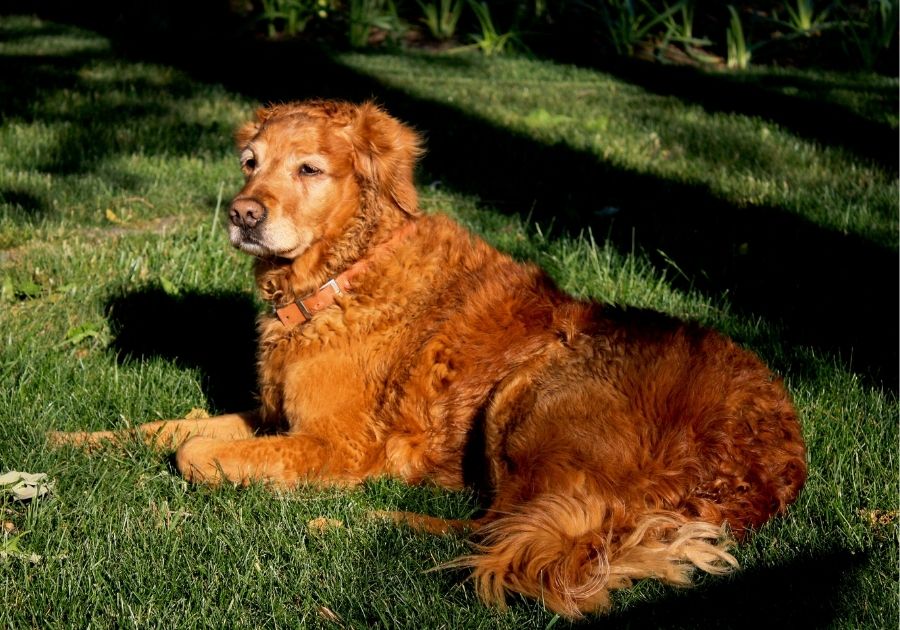 Golden Retriever Dog Laying on Grass