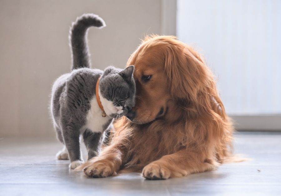 Golden Retriever Dog Snuggles with a British Shorthair Cat