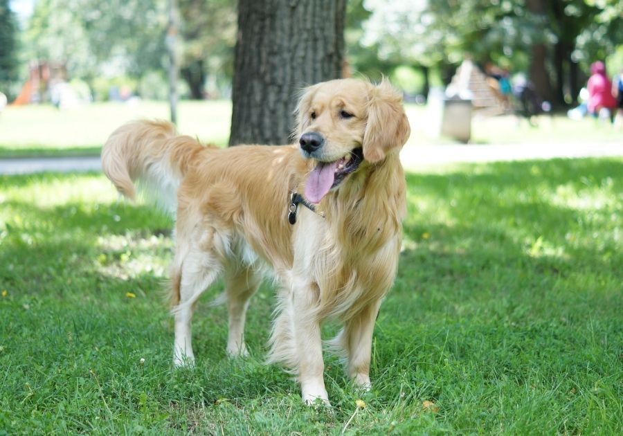 Golden Retriever Dog at Park