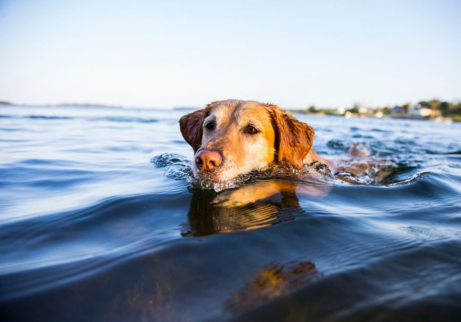 Golden Retriever Dog with Pink Nose Swims
