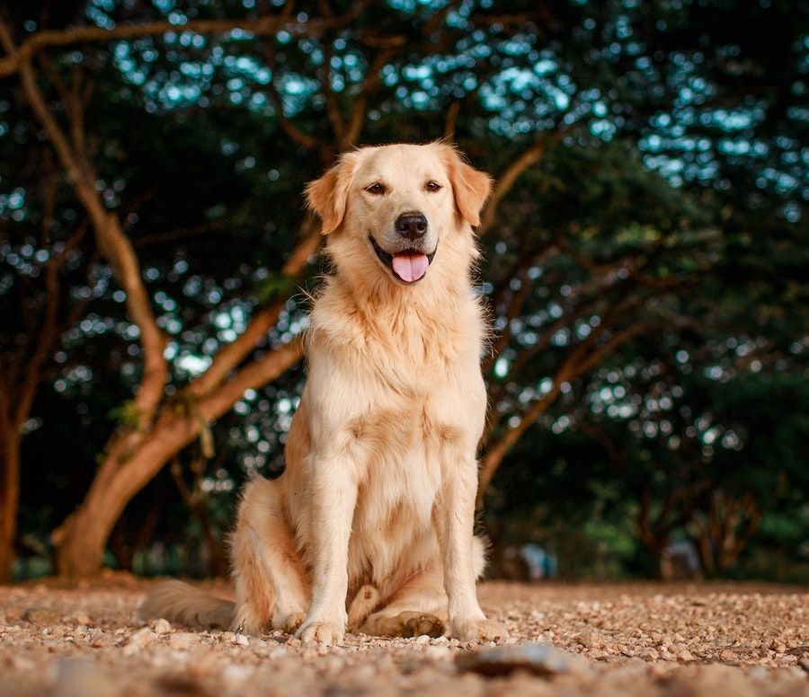 Golden Retriever Dog Sitting on Ground at Park