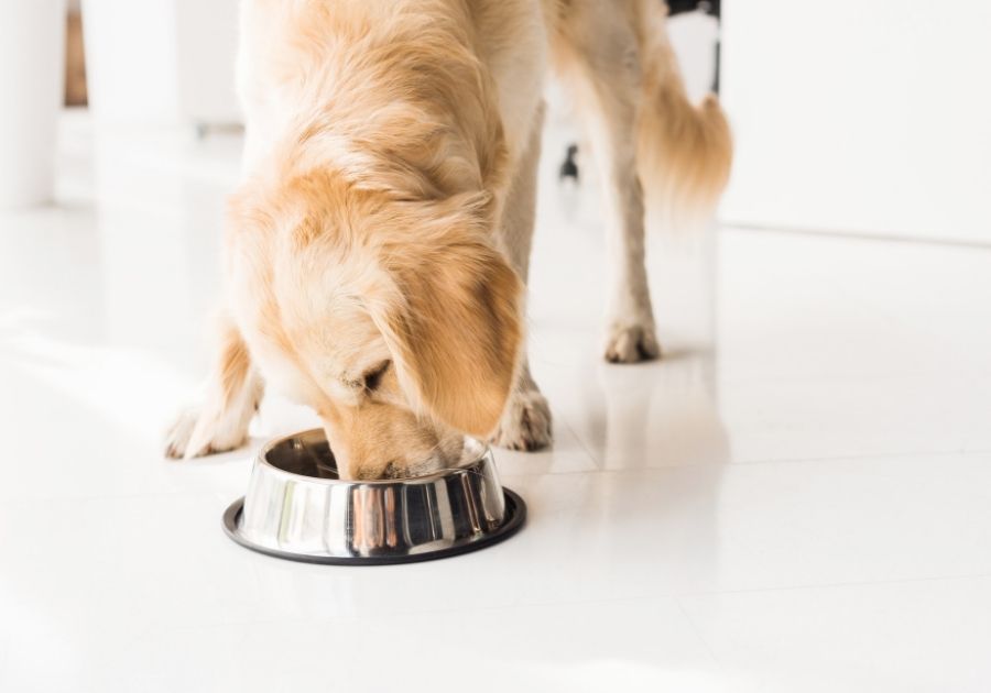 Golden Retriever Eating Dog Food from Metal Bowl