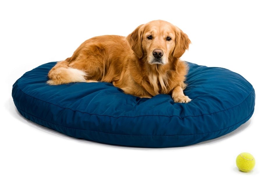 Golden Retriever Laying on Bed Near Favorite Toy