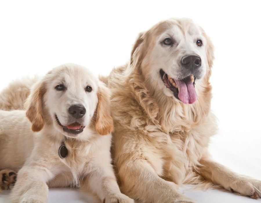 Golden Retriever Mother With Puppy