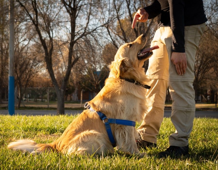 Golden Retriever Outdoor Training