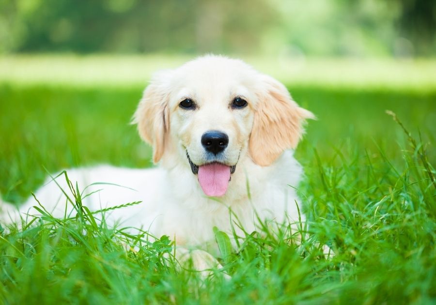 Golden Retriever Pup Laying on grass