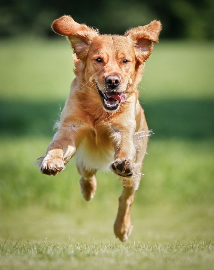 Golden Retriever Pup Running