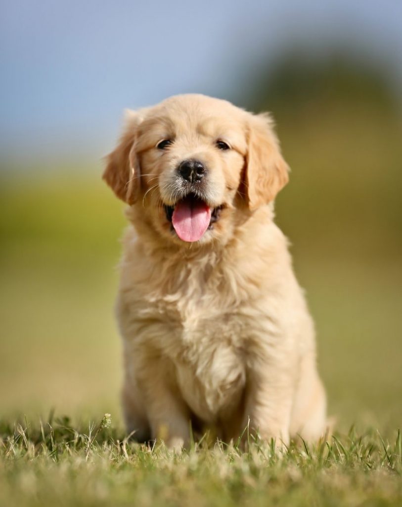 Golden Retriever Puppy Sitting on Grass