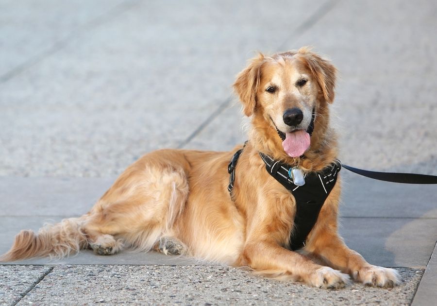 Golden Retriever Service Dog Sitting on Ground
