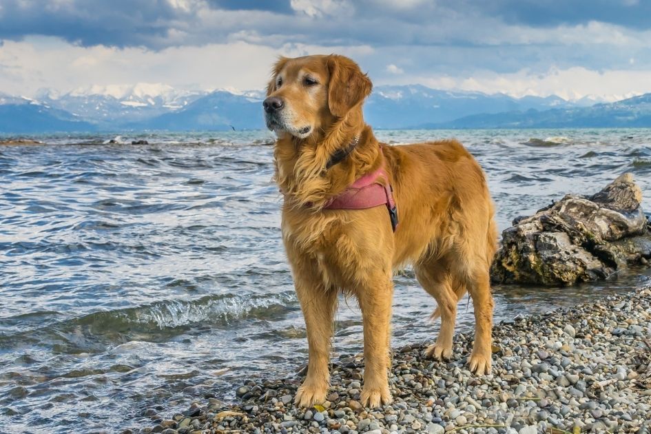 Golden Retriever Standing Tall by the Beach