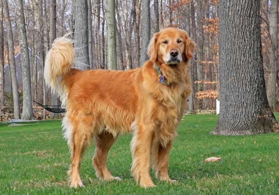 Golden Retriever at Dog Park