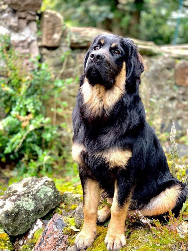 Golden Rottie - Rottweiler Golden Retriever Mix Dog Sitting on Rock