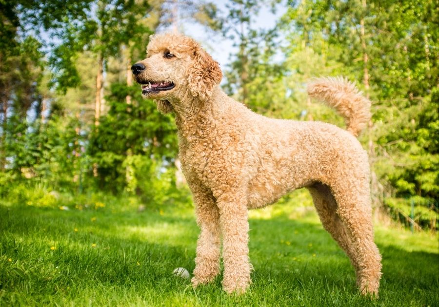 Golden Standard Poodle in Full Standing Height