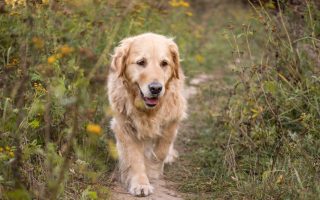 Differences Between Labrador And Golden Retriever