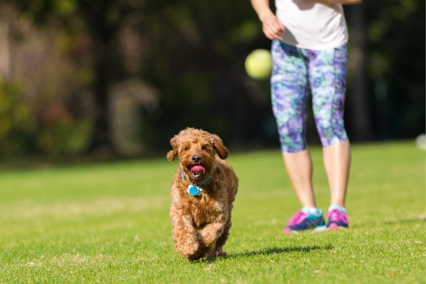 Goldendoodle Playing Fetch