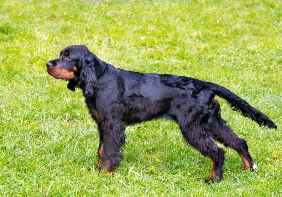 Gordon Setter Dog Standing Pointy on Grass