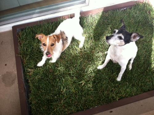 grass litter box for dogs