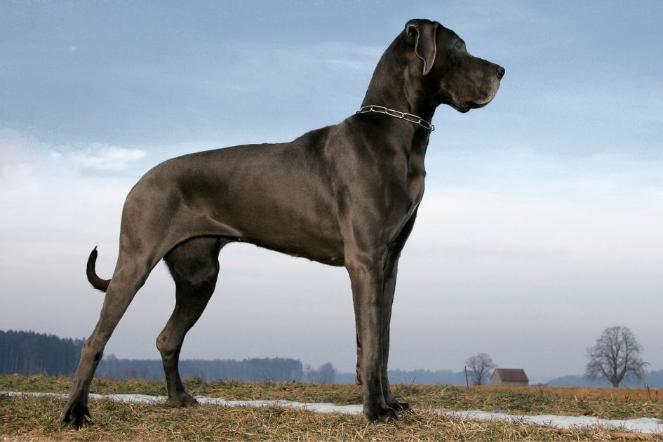 Great Dane Dog Breed