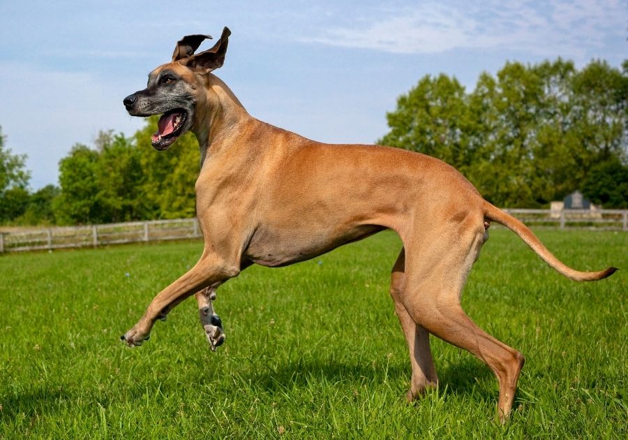Adult Great Dane Dog Playing