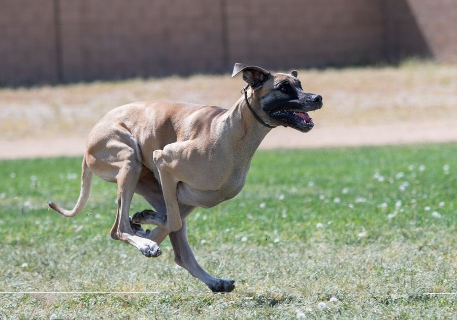Great Dane Dog Running on Field