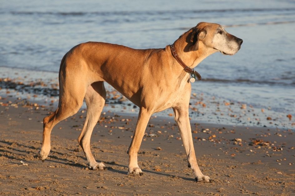 Great Dane Greyhound Mix Walking on Beach