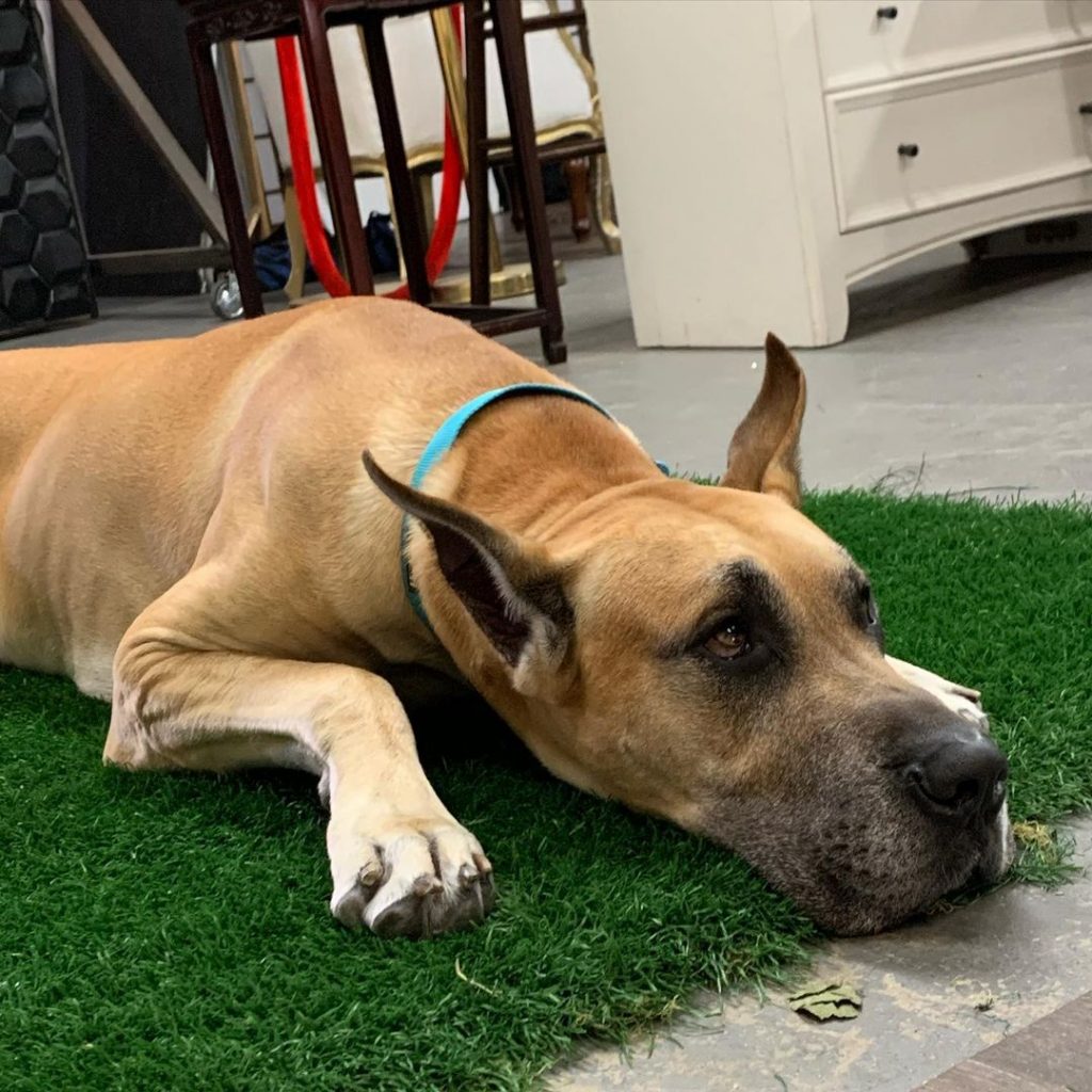 Great Dane Lying on Grass