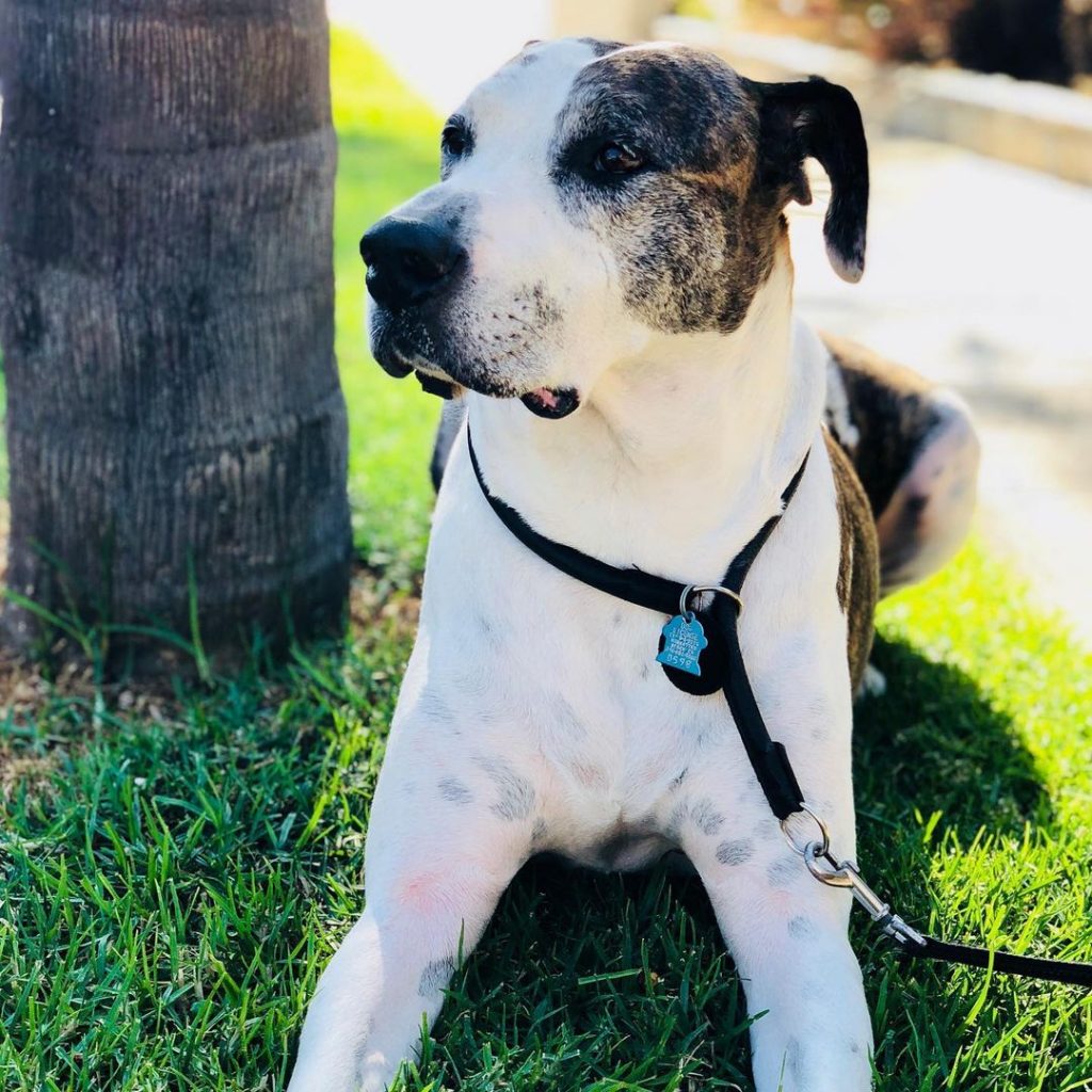 Great Danebull Dog Resting on Grass