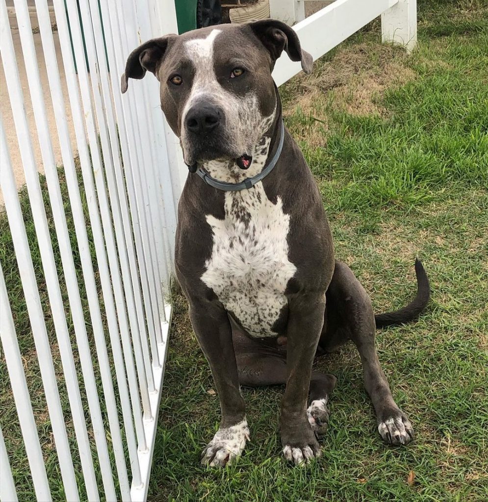 Great Dane and Pitbull Mix Dog Sitting on Grass in Yard